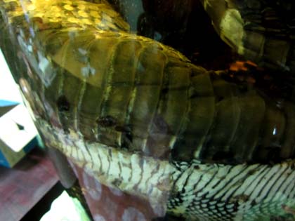 Nữ[-]đại[-]gia[-]và[-]niềm[-]đam[-]mê[-]“quái[-]thú”[-]hổ[-]chúa[-]dài[-]7m